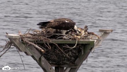 Blackwater Wildlife Refuge Osprey River Platform Live Cam - Jul 9, 2026, 3:16pm EDT