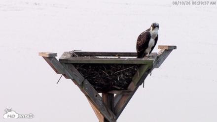 Blackwater Wildlife Refuge Osprey River Platform Live Cam - Aug 10, 2026, 6:40am EDT