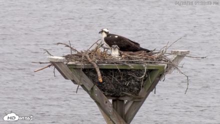 Blackwater Wildlife Refuge Osprey River Platform Live Cam - Apr 25, 2026, 1:21pm EDT