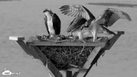Blackwater Wildlife Refuge Osprey River Platform Live Cam - Jul 14, 2026, 5:27am EDT