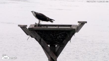 Blackwater Wildlife Refuge Osprey River Platform Live Cam - Aug 12, 2026, 11:55am EDT