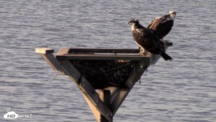 Blackwater Wildlife Refuge Osprey River Platform Live Cam - Aug 21, 2026, 8:07am EDT