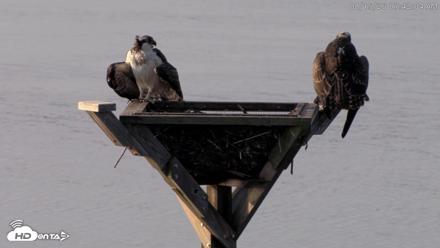 Blackwater Wildlife Refuge Osprey River Platform Live Cam - Aug 15, 2026, 7:42am EDT