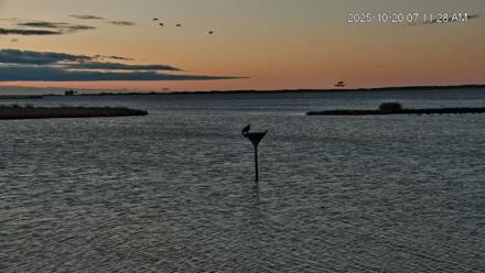 Blackwater Wildlife Refuge Osprey River Platform Live Cam - Oct 20, 2025, 7:12am EDT