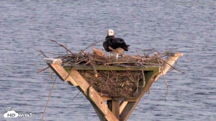 Blackwater Wildlife Refuge Osprey River Platform Live Cam - Apr 16, 2026, 8:00pm EDT