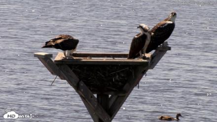 Blackwater Wildlife Refuge Osprey River Platform Live Cam - Aug 7, 2026, 11:35am EDT