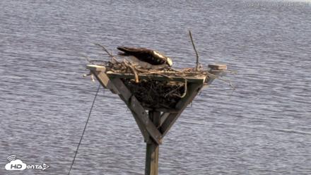 Blackwater Wildlife Refuge Osprey River Platform Live Cam - Apr 10, 2026, 3:05pm EDT