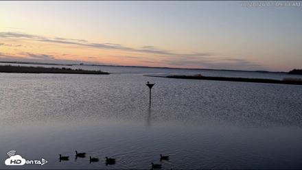 Blackwater Wildlife Refuge Osprey River Platform Live Cam - Oct 20, 2026, 7:09am EDT