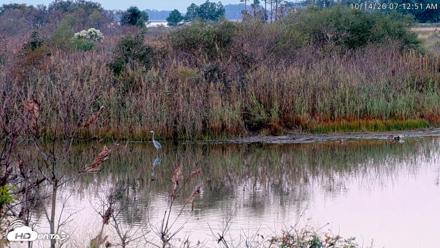 Blackwater Wildlife Refuge Osprey River Platform Live Cam - Oct 14, 2026, 7:13am EDT