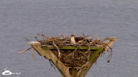 Blackwater Wildlife Refuge Osprey River Platform Live Cam - May 27, 2026, 7:50pm EDT