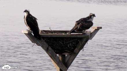 Blackwater Wildlife Refuge Osprey River Platform Live Cam - Aug 1, 2026, 8:25am EDT