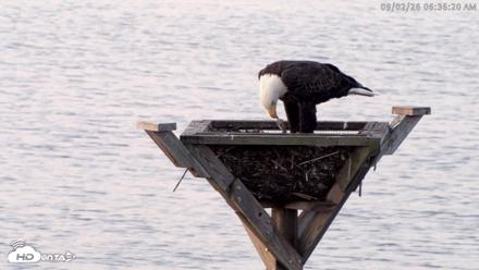 Blackwater Wildlife Refuge Osprey River Platform Live Cam - Sep 2, 2026, 6:37am EDT