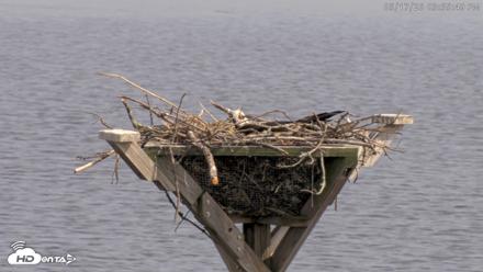 Blackwater Wildlife Refuge Osprey River Platform Live Cam - May 17, 2026, 3:56pm EDT