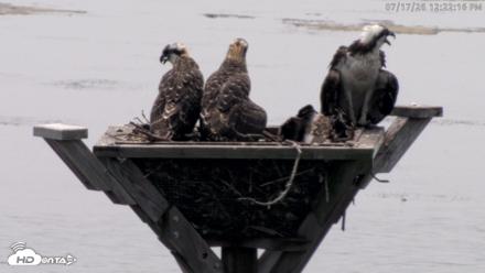 Blackwater Wildlife Refuge Osprey River Platform Live Cam - Jul 17, 2026, 12:23pm EDT