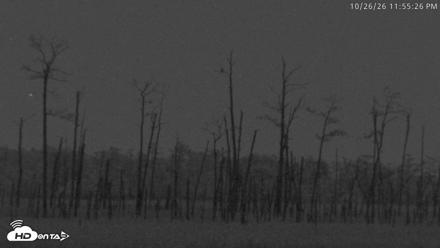 Blackwater Wildlife Refuge Osprey River Platform Live Cam - Oct 26, 2026, 11:56pm EDT