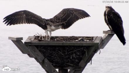 Blackwater Wildlife Refuge Osprey River Platform Live Cam - Jul 20, 2026, 10:07am EDT
