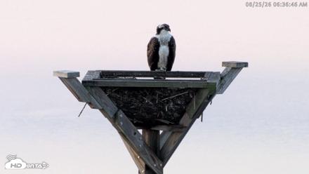 Blackwater Wildlife Refuge Osprey River Platform Live Cam - Aug 25, 2026, 6:37am EDT