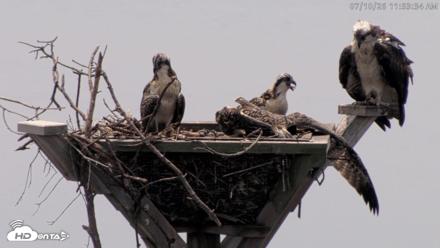 Blackwater Wildlife Refuge Osprey River Platform Live Cam - Jul 10, 2026, 11:54am EDT