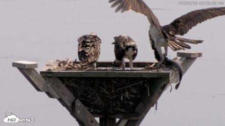 Blackwater Wildlife Refuge Osprey River Platform Live Cam - Jul 20, 2026, 2:29pm EDT