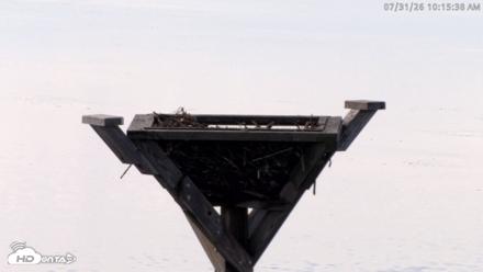 Blackwater Wildlife Refuge Osprey River Platform Live Cam - Jul 31, 2026, 10:16am EDT