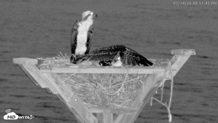 Blackwater Wildlife Refuge Osprey River Platform Live Cam - Jul 14, 2026, 8:52pm EDT