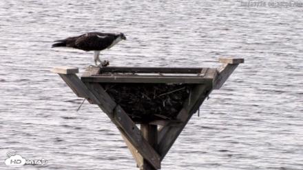 Blackwater Wildlife Refuge Osprey River Platform Live Cam - Aug 27, 2026, 8:31am EDT