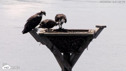 Blackwater Wildlife Refuge Osprey River Platform Live Cam - Jul 25, 2026, 12:02pm EDT
