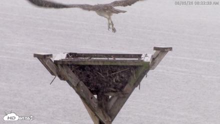 Blackwater Wildlife Refuge Osprey River Platform Live Cam - Aug 5, 2026, 8:23am EDT