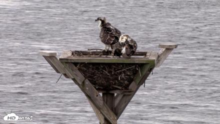 Blackwater Wildlife Refuge Osprey River Platform Live Cam - Aug 1, 2026, 4:05pm EDT