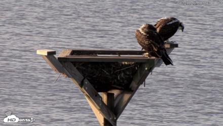 Blackwater Wildlife Refuge Osprey River Platform Live Cam - Aug 21, 2026, 8:05am EDT