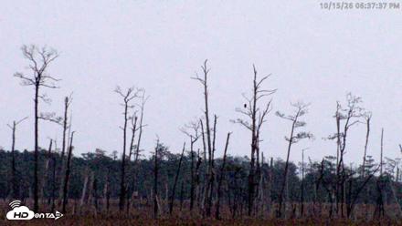 Blackwater Wildlife Refuge Osprey River Platform Live Cam - Oct 15, 2026, 6:38pm EDT