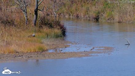 Blackwater Wildlife Refuge Osprey River Platform Live Cam - Oct 27, 2026, 11:22am EDT