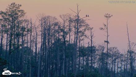 Blackwater Wildlife Refuge Osprey River Platform Live Cam - Oct 27, 2026, 7:20am EDT