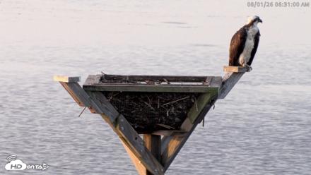 Blackwater Wildlife Refuge Osprey River Platform Live Cam - Aug 1, 2026, 6:31am EDT