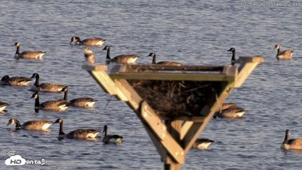 Blackwater Wildlife Refuge Osprey River Platform Live Cam - Oct 8, 2026, 5:41pm EDT