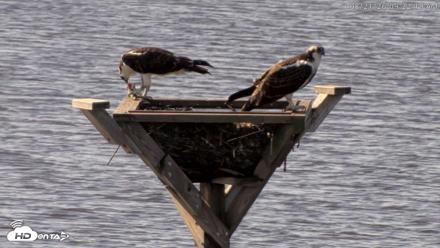 Blackwater Wildlife Refuge Osprey River Platform Live Cam - Aug 21, 2026, 9:23am EDT