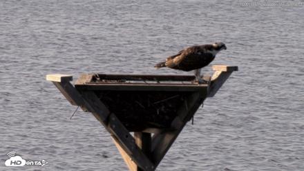 Blackwater Wildlife Refuge Osprey River Platform Live Cam - Aug 6, 2026, 8:39am EDT