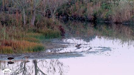 Blackwater Wildlife Refuge Osprey River Platform Live Cam - Oct 14, 2026, 7:16am EDT