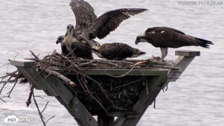 Blackwater Wildlife Refuge Osprey River Platform Live Cam - Jul 7, 2026, 11:16am EDT