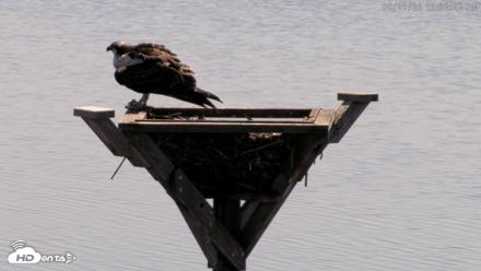 Blackwater Wildlife Refuge Osprey River Platform Live Cam - Aug 21, 2026, 12:33pm EDT