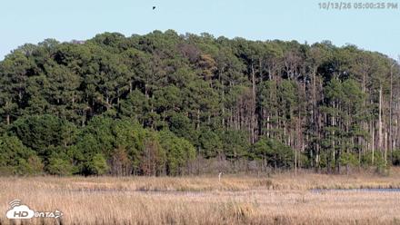 Blackwater Wildlife Refuge Osprey River Platform Live Cam - Oct 13, 2026, 5:01pm EDT