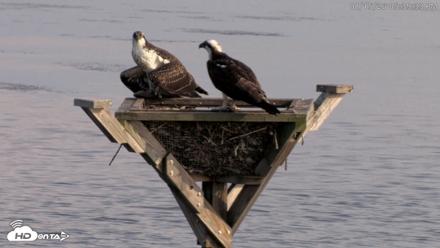 Blackwater Wildlife Refuge Osprey River Platform Live Cam - Aug 15, 2026, 5:40pm EDT