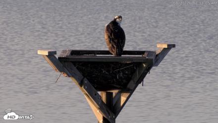 Blackwater Wildlife Refuge Osprey River Platform Live Cam - Aug 25, 2026, 7:11am EDT