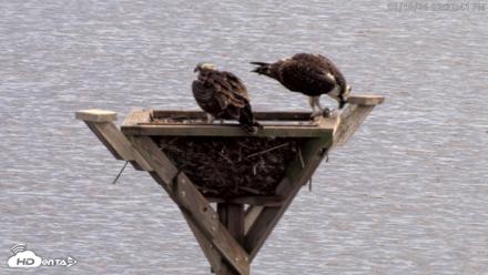 Blackwater Wildlife Refuge Osprey River Platform Live Cam - Aug 18, 2026, 2:33pm EDT