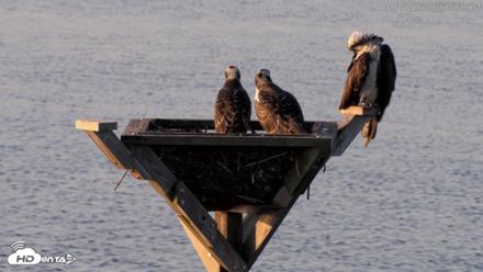 Blackwater Wildlife Refuge Osprey River Platform Live Cam - Aug 7, 2026, 6:50am EDT
