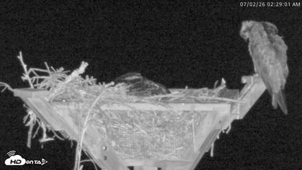 Blackwater Wildlife Refuge Osprey River Platform Live Cam - Jul 2, 2026, 2:29am EDT
