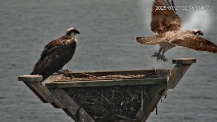 Blackwater Wildlife Refuge Osprey River Platform Live Cam - Jul 27, 2025, 2:10pm EDT