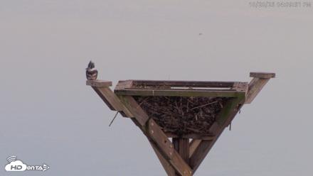 Blackwater Wildlife Refuge Osprey River Platform Live Cam - Oct 28, 2026, 4:10pm EDT