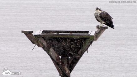 Blackwater Wildlife Refuge Osprey River Platform Live Cam - Aug 22, 2026, 1:56pm EDT