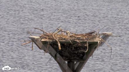 Blackwater Wildlife Refuge Osprey River Platform Live Cam - Apr 23, 2026, 2:26pm EDT